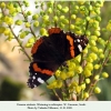 vanessa atalanta kavkaz wintering 1